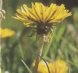 JT Kräuter Löwenzahn.jpg